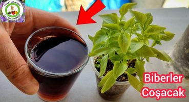 Biber Domates Salatalık Gübre Olmadan Üzüm Gibi Meyve Verir🫑Mucize Bir Bitki Büyütücü Ve Geliştirici Bakım