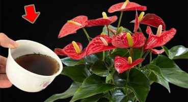 I Poured 1 Cup! Suddenly Anthuriums Buds And Blooms All Year Long Bakım