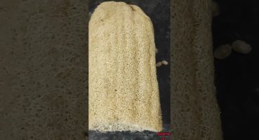 Bulaşık Süngerine doğal alternatif, LİF KABAĞI (Luffa aegyptiaca, Loofah sponge ) Bakım