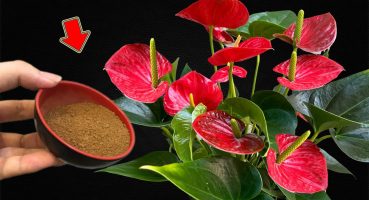 Just Need This 1 Spoon! Anthuriums Grow Faster And Bloom More Than Ever Bakım