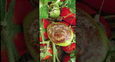 Domates Mildiyosu Hastalığı ve Tedavisi #garden #gardening #tomato #organic #bitki #hastalık Bakım
