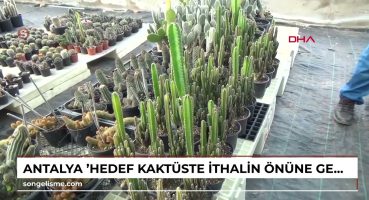 ANTALYA ‘Hedef kaktüste ithalin önüne geçmek’ Bakım