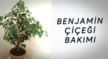 Benjamin Bitkisi Bakımı, Çoğaltılması, Yaprak Problemleri, Sıkça Karşılaşılan Sorunlar Bakım