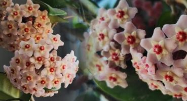 Mum Çiçeği Bakım Püf Noktaları ve Çoğaltma Yöntemleri: Evde Kolaylıkla Uygulayabileceğiniz İpuçları Bakım