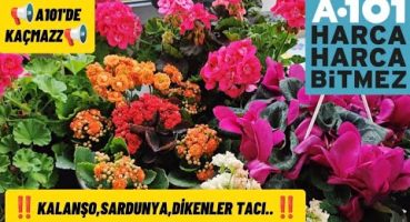 📢A101 BAHAR GİBİ📢KALANŞO,SARDUNYA,DİKENLER TACI,SIKLAMEN BAKIMLARI‼️ Bakım