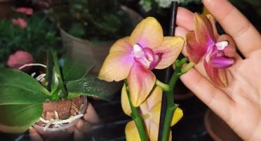 Sağlıklı Orkide Seçimi ve Bakımı: Adım Adım Kılavuz Bakım