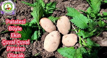 Patatesi Ekmeden Toprağa Bunu Ekle Çuval Çuval Patates Olacak🌱Patates 2 kat Daha Erken Hasat Olacak Bakım