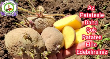 Böyle Yap Kocaman Çuval Çuval Patates Yetiştireceksin 🥔Az Patatesle Çok Patates Elde Etme Yöntemi Bakım