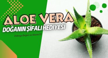 Aloe Vera: Doğanın Şifalı Hediyesi. #aloevera Bakım