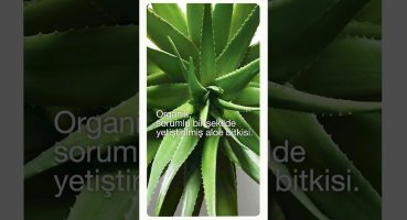 Clinique Moisture Surge Formülünün Özel İçeriği: Aloe Bioferment Bakım