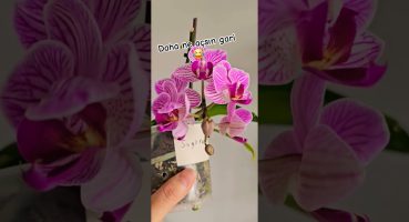 #orkidelerim #orchid #orkidebakımı #flowers #bitkibakımı #orchidea #çiçek #keiki #sağlıklıorkide Bakım