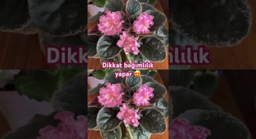 ⚠️ Dikkat bağımlılık yapar 🥰🌺 #menekşe #özeltürmenekşe #flowers #plants #garden Bakım