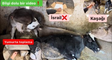 Boğaya gelip aşım yaptırmayan inek!! / Bol bilgili bir video / Tımar nasıl yapılır? / Yeni projemiz?