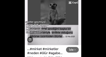 mirketler neden ölür