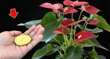 Just One Thin Slice! Anthurium Blooms For A Year Without Stopping Bakım