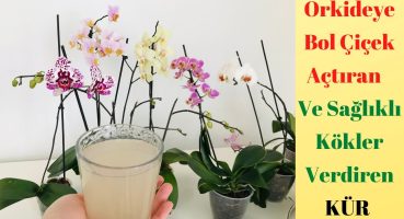 Orkidelere Bol Bol Çiçek Açtıran Mucizevi Bitki Besini/ Orkide Bakımı/Muz kabuğu/Orkide /Orchids Bakım