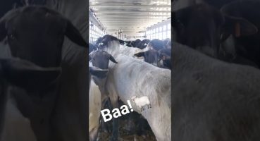 They were all ready to get out of the trailer!  Baa! 🐑 #ranch #ranching #sheep #farm #country Fragman izle