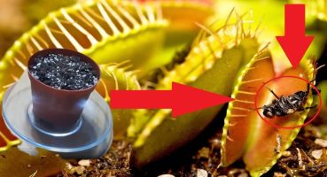 Sinek Kapan Bitki!!! – Ekme ve Yetiştirme (Venüs FlyTrap) (Dionaea Muscipula) Bakım