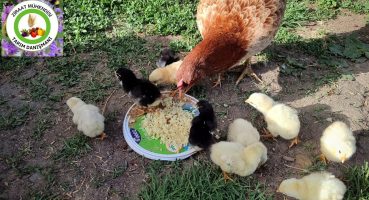Yumurtadan Yeni Çıkmış Civcivlere Nasıl Bakılır🐤Civcivlere Bunları Verirsen Hemen Büyür Yumurta Eder Bakım