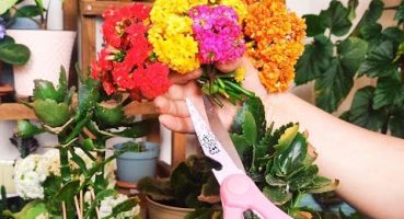 Kalanşo Nasıl Daha Fazla Çiçek Açar? Budama ve Bakım İpuçları Bakım