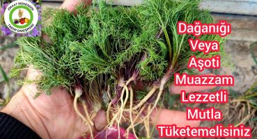 Dağanığı Veya Aşoti Muazzam Lezzetli İçin Mutlaka Tüketmelisiniz🌱Ayran Çorbasının Lezzet Sırrı Burda Bakım