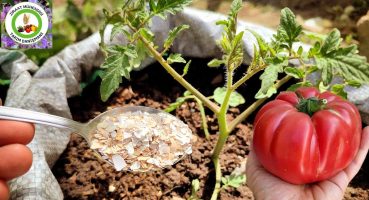 Bu Olmadan Asla Domates Ekmeğin🍅Domatesin Altı Çürümez Ve Daha Büyük Salkım Salkım Domates Verir Bakım