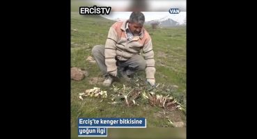 Erciş’te kenger bitkisine yoğun ilgi çok oldu. Bakım