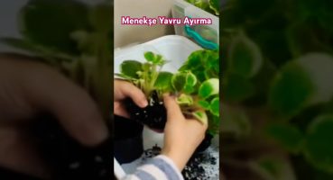 Menekşe yavru ayırma nasıl yapılır🌺 #menekşe #fide #özeltürmenekşe #plants #flowers #garden #çiçek