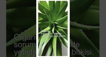 Clinique Moisture Surge Formülünün Özel İçeriği: Aloe Bioferment Bakım