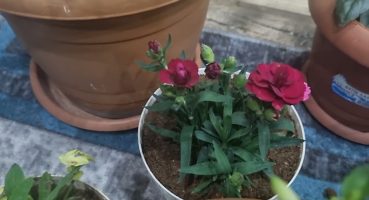 Karanfil Çiçeği Nasıl Dikilir – Karanfil Çiçek Anlatımı part 1 Bakım