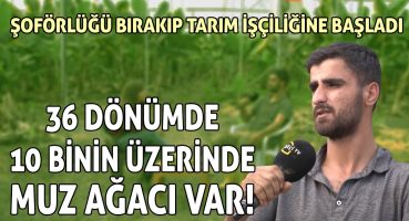 Şoförlüğü Bırakıp Tarım İşçiliğine Başladı: 36 Dönümde 10 Binin Üzerinde Muz Ağacı Var! Bakım