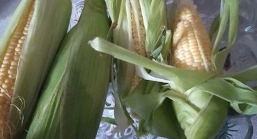 Qarğıdalının faydaları və zərərləri.Mısır hakkında.About corn.O kукyрузe