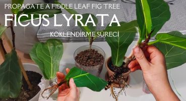 Ficus Lyrata Keman Yapraklı Kauçuk Nasıl Çoğaltılır? Köklenme Süreci Bakım