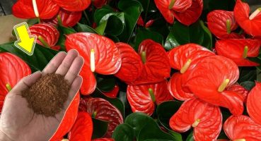Sprinkle A Little On Each Plant! Anthuriums Are Blooming Non-Stop! Bakım