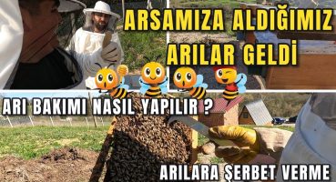 Arsamıza Aldığımız Arılar Geldi – Arı Bakımı Nasıl Yapılır – Arılara Şerbet Verme – Ana Arı Kontrolü