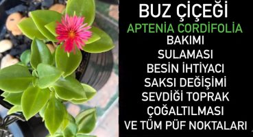 BAKIMI EN KOLAY BİTKİ – Buz Çiçeği #apteniacordifolia #balkonbitkileri #saksıdeğişimi #plantlove Bakım