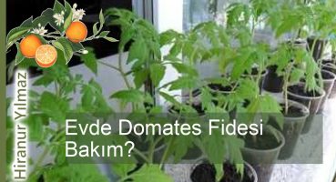Evde domates fidesi bakımı: adımlar ve ipuçları Bakım