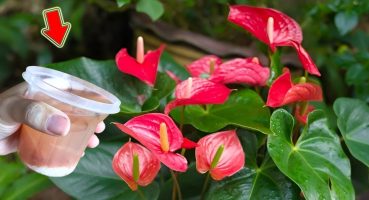 I Poured 1 Cup! Suddenly, The Anthurium Bloomed Out Of Control Bakım