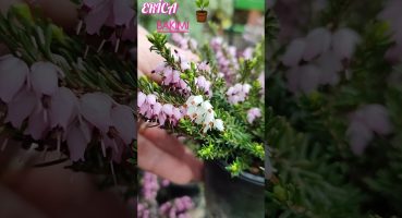 Erika Çiçeği Bakımı // Erica carnea 🌱#bitkibakımı #çiçekbakımı #EricaCarnea #mevsimlikçiçekbakımı Bakım