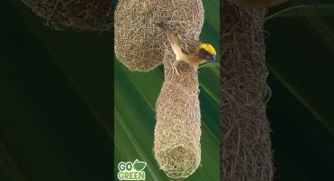 nature’s trailer birds and their incredible nest -makeing skills #cute #birds #nature #shorts Fragman izle