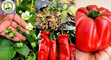 Mayıs Ayı Bitmeden Mutlaka Bunları Dikin🌱Domates Biber Patlıcan Dikimi İçin En Uygun Zaman Acil Dikn Bakım
