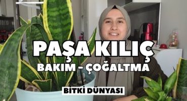 Paşa Kılıcı Namıdiğer Peygamber Kılıcı Çoğaltma – Bakım – Az Su Az Güneş Salon bitkisi Bakım