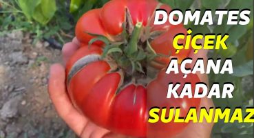 domates yüksek verim için  %100 en kolay yolu