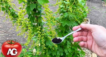 Just half a teaspoon under the currants after flowering! The berry grows large. Bakım