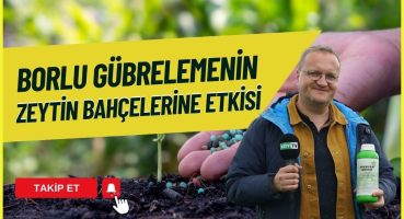 🔴 BORLU GÜBRELEME VE ZEYTİN MUCİZESİ ! | BORUN GERÇEK YÜZÜ Bakım