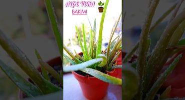 Aloe Vera Bakımı🌱 #bitkibakımı #çiçekbakımı #mevsimlikçiçekbakımı #aloevera Bakım