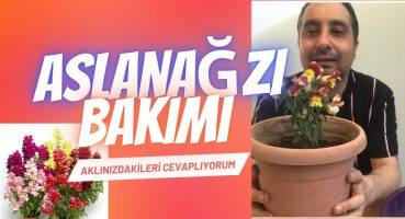 Aslanağzı çiçeği bakımı ve çoğaltma yöntemleri Bakım