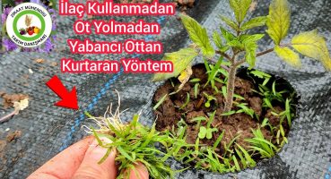 İlaç Kullanmadan Ot Yolmadan Pis Zararlı Yabancı Ottan Kurtaran Yöntem🌱Bahçede Bir Daha Ot Çıkmayack Bakım