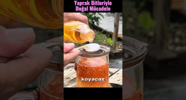 Yaprak bitleriyle doğal mücadele #yaprakbiti #shorts Bakım