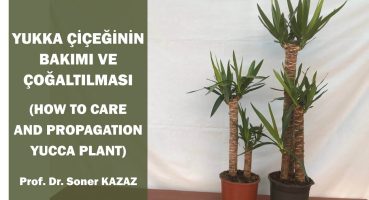 Yukka Çiçeğinin Bakımı ve Çoğaltılması. How To Care Yucca Plant. Bakım